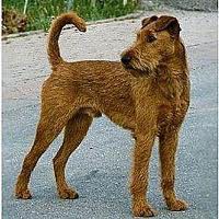 Irish Terrier